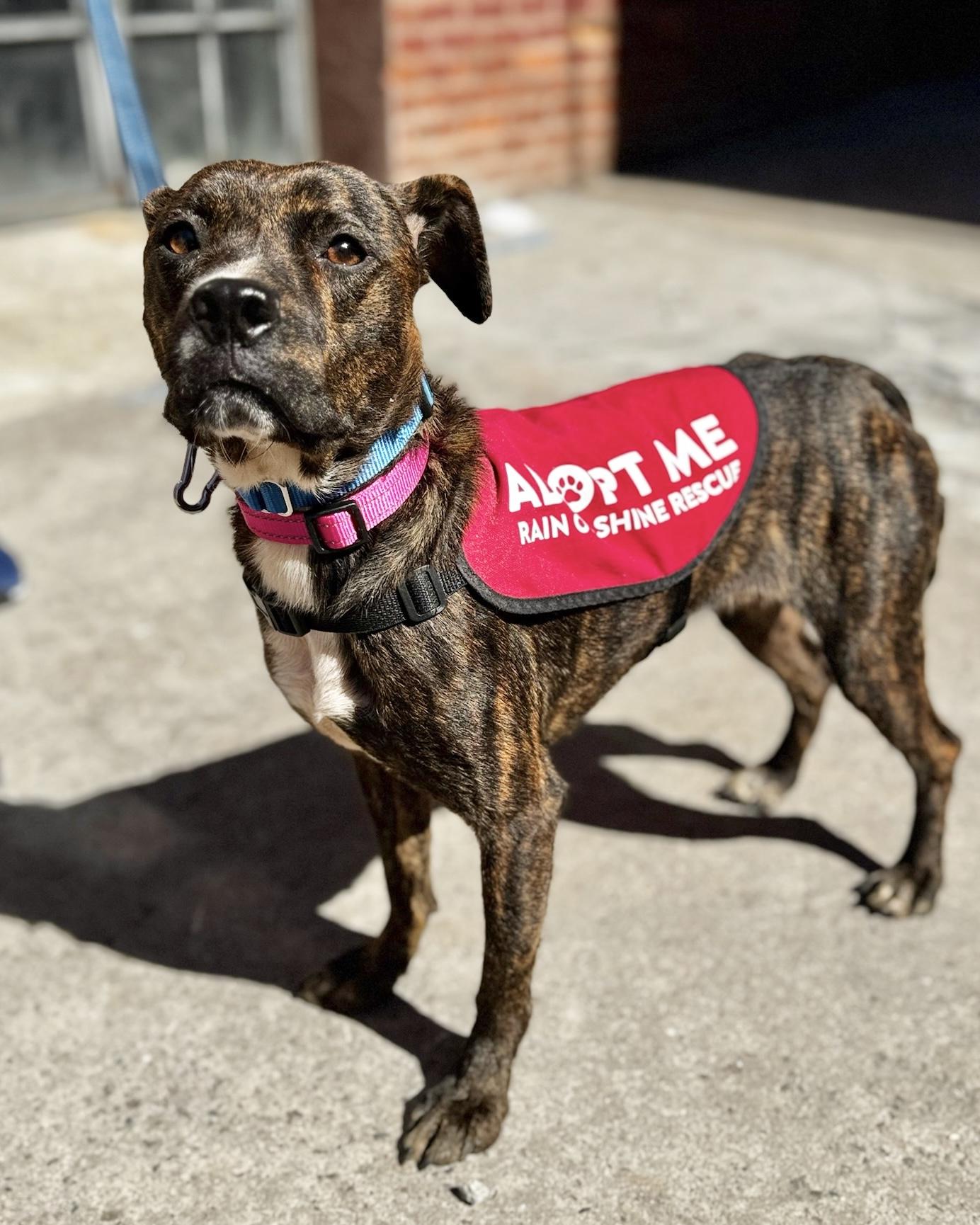 Enlarge Indie, a Adoptable mixed breed in New York, NY image 4/6