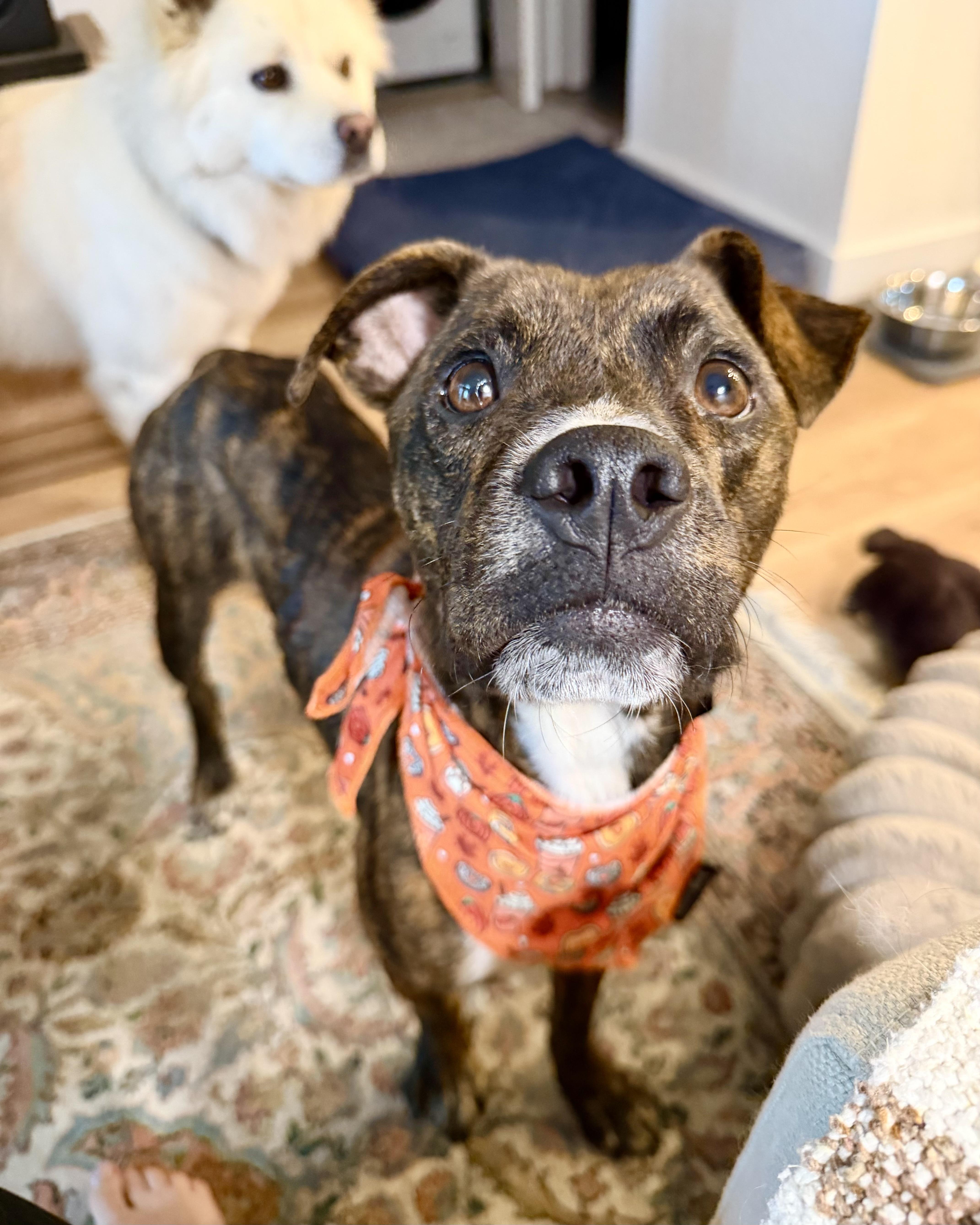 Enlarge Indie, a Adoptable mixed breed in New York, NY image 2/6