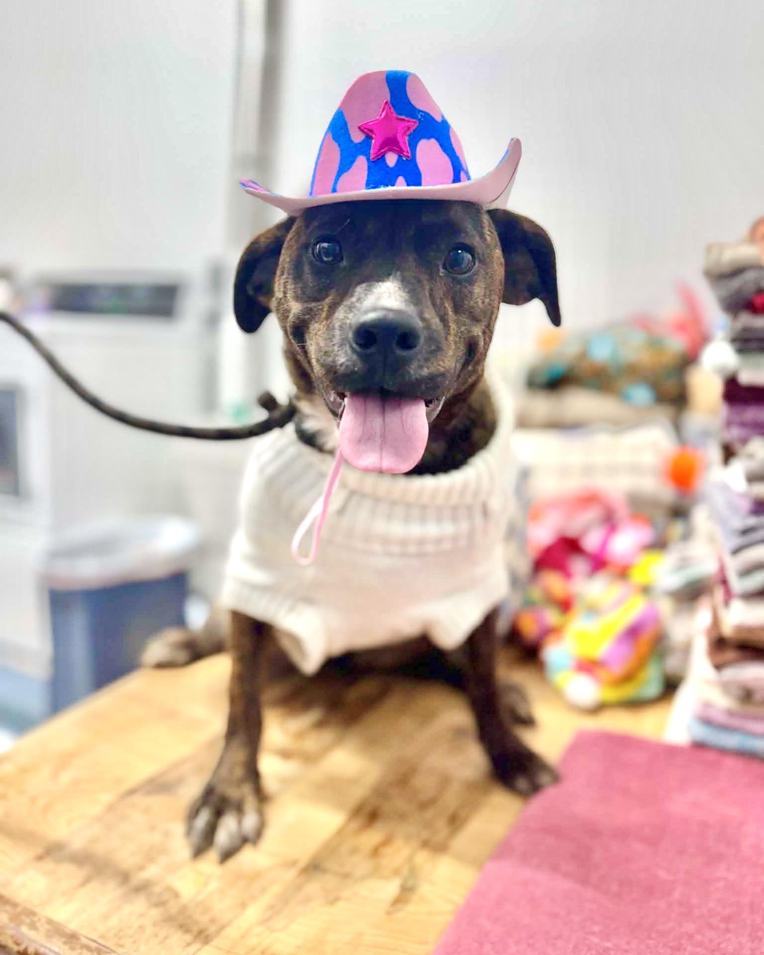 Enlarge Indie, a Adoptable mixed breed in New York, NY image 6/6