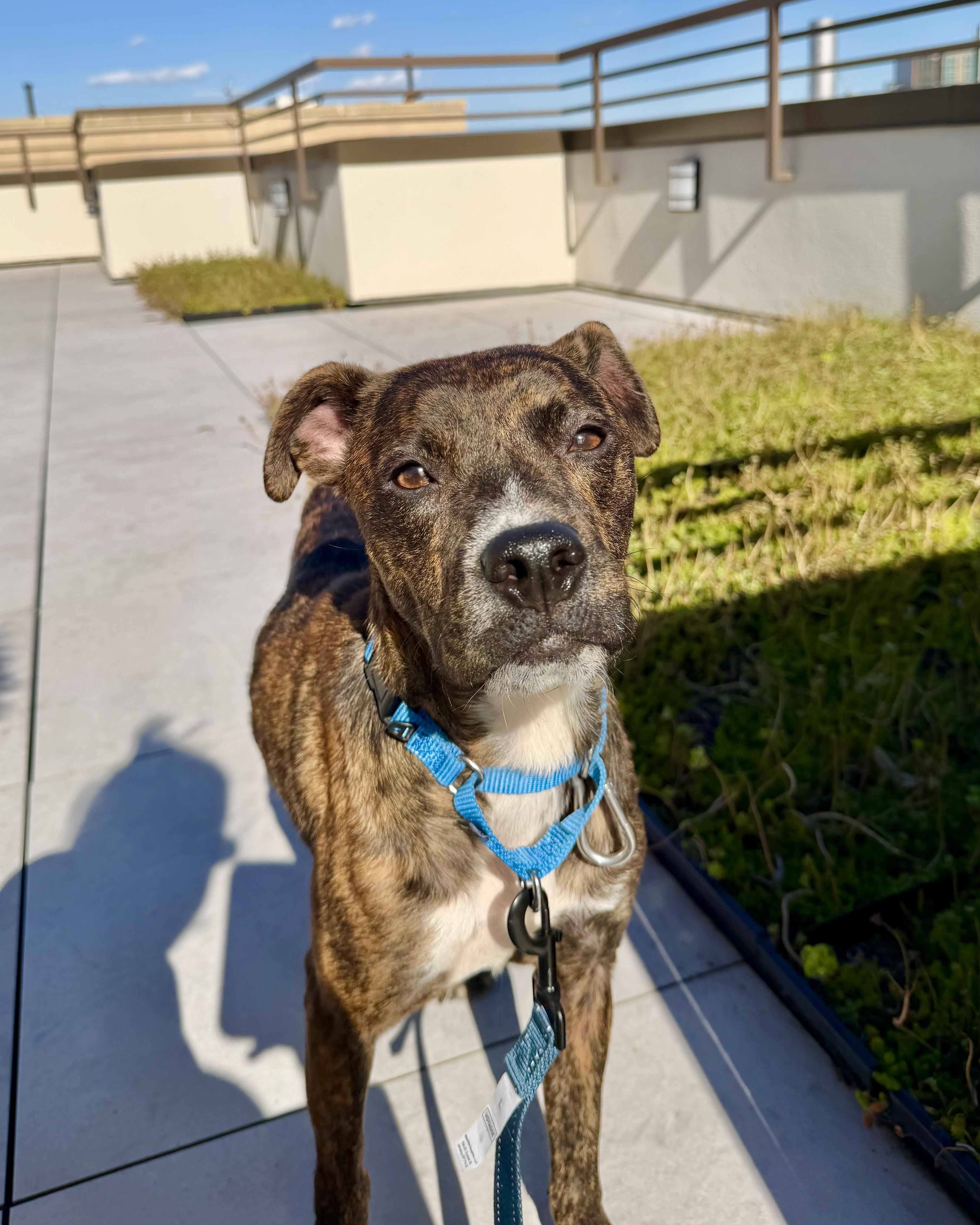 Enlarge Indie, a Adoptable mixed breed in New York, NY image 3/6