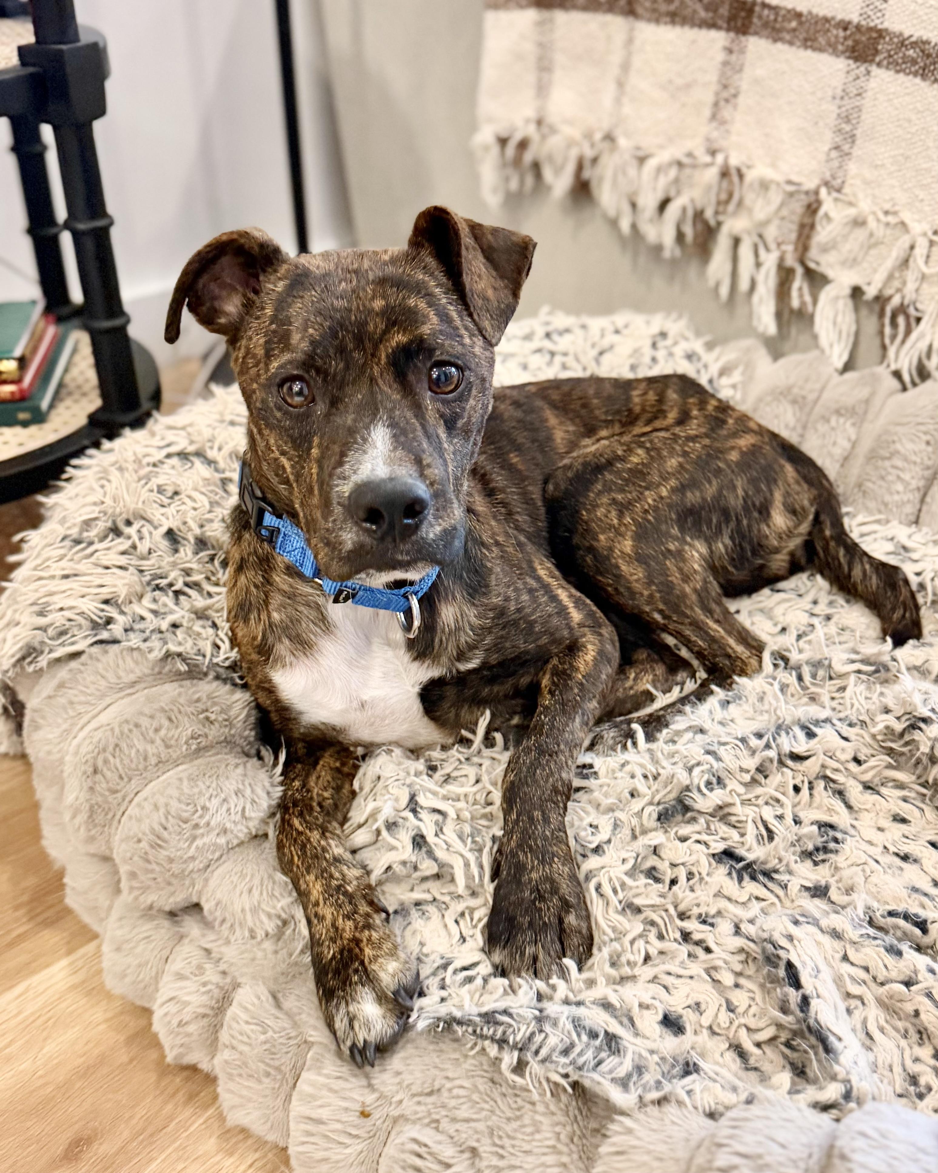 Enlarge Indie, a Adoptable mixed breed in New York, NY image 5/6