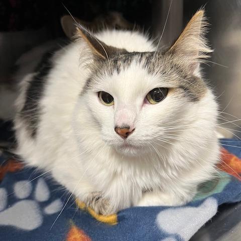 Enlarge Dori, a Adoptable Domestic Medium Hair in Owosso, MI image 1/2