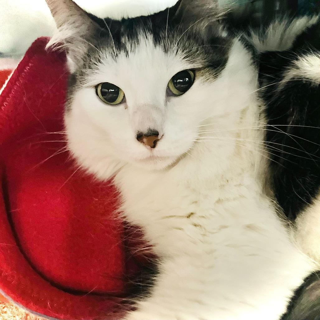 Enlarge Dori, a Adoptable Domestic Medium Hair in Owosso, MI image 2/2