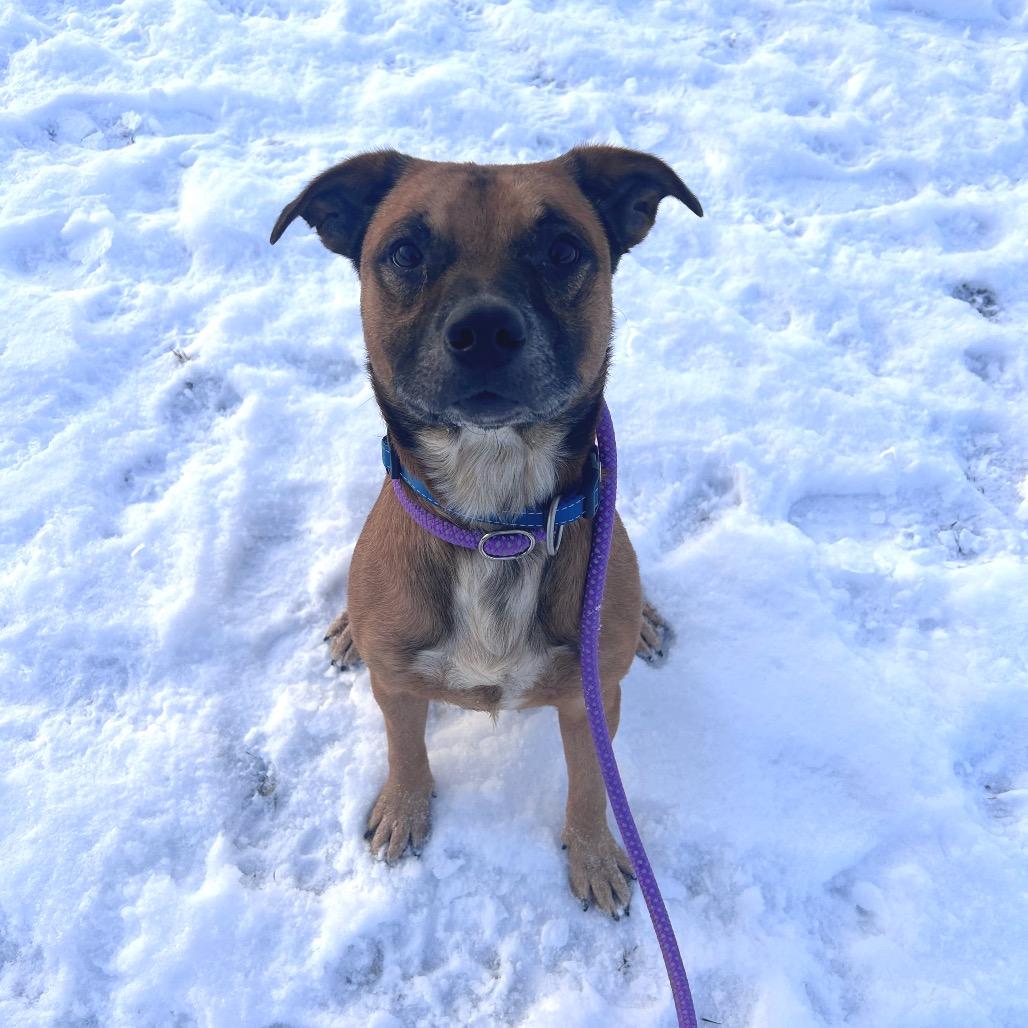 Matzo, Adoptable, Adult Male Cattle Dog & Mixed Breed.