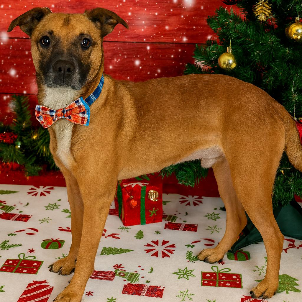 Enlarge Matzo, a Adoptable mixed breed in Binghamton, NY image 2/6