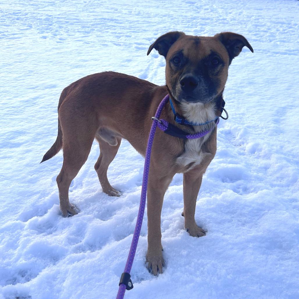 Enlarge Matzo, a Adoptable mixed breed in Binghamton, NY image 4/6