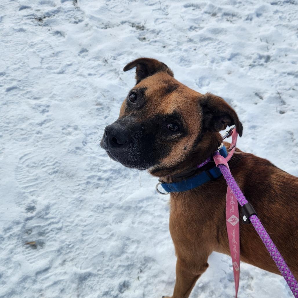 Enlarge Matzo, a Adoptable mixed breed in Binghamton, NY image 5/6