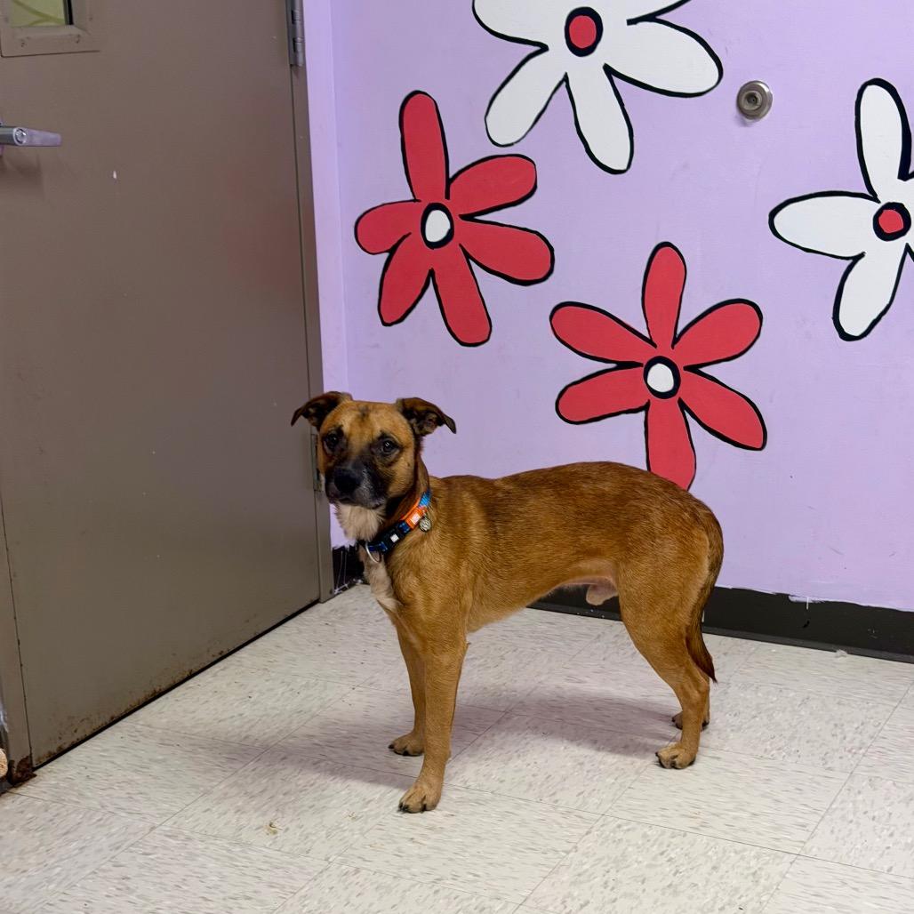 Enlarge Matzo, a Adoptable mixed breed in Binghamton, NY image 6/6