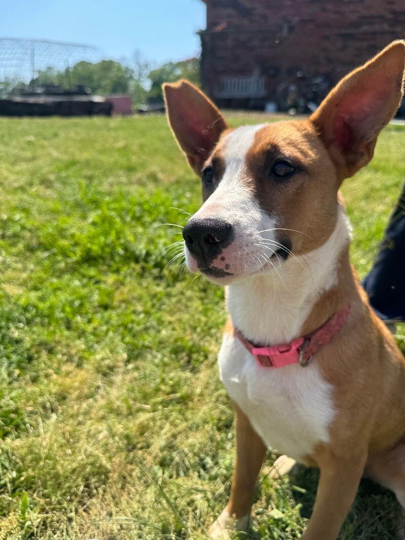 Enlarge Munchie, a Adoptable mixed breed in Thomasville, AL image 1/3