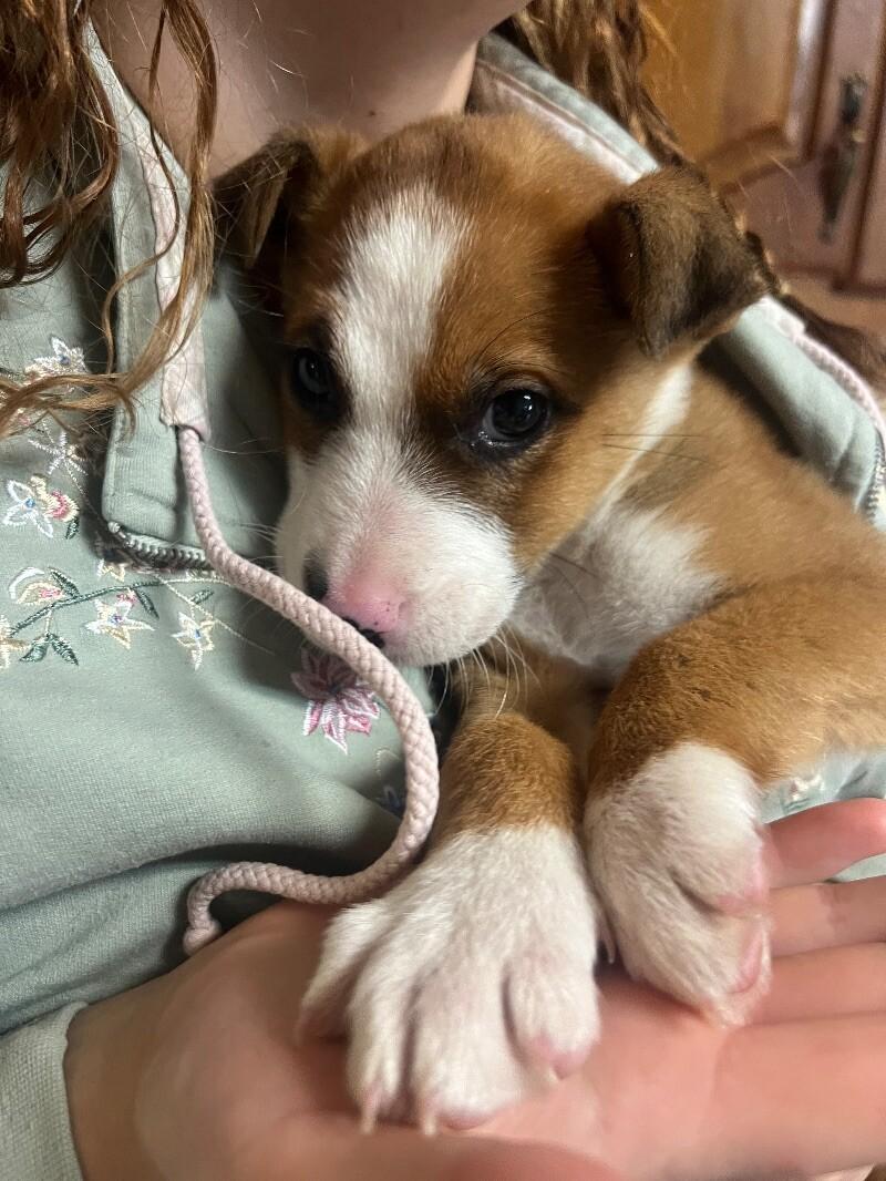 Enlarge Munchie, a Adoptable mixed breed in Thomasville, AL image 2/3