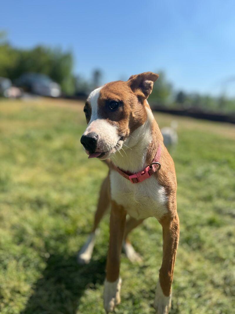 Enlarge Munchie, a Adoptable mixed breed in Thomasville, AL image 3/3