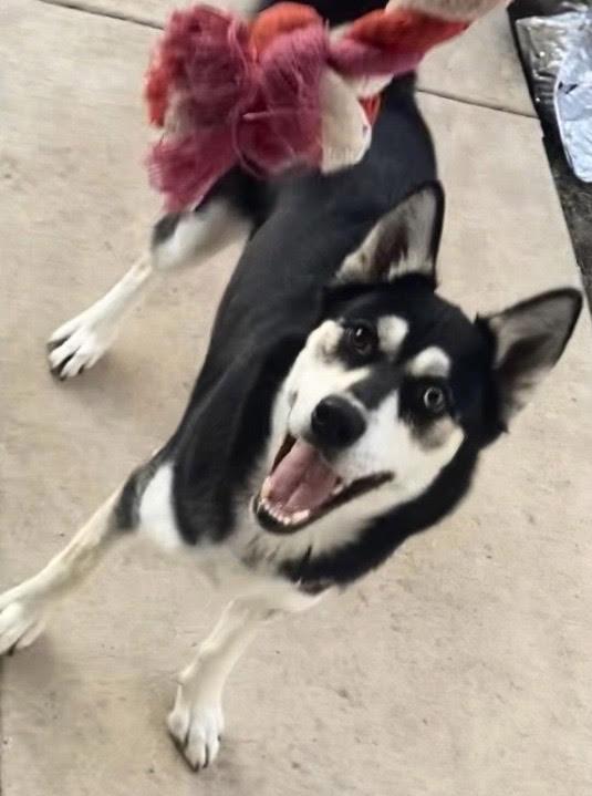 Miss Millie, a ADOPTABLE Siberian Husky in Baltimore, MD image 3/5