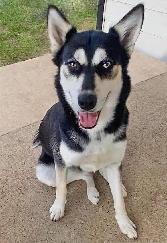 Miss Millie, a ADOPTABLE Siberian Husky in Baltimore, MD image 4/5