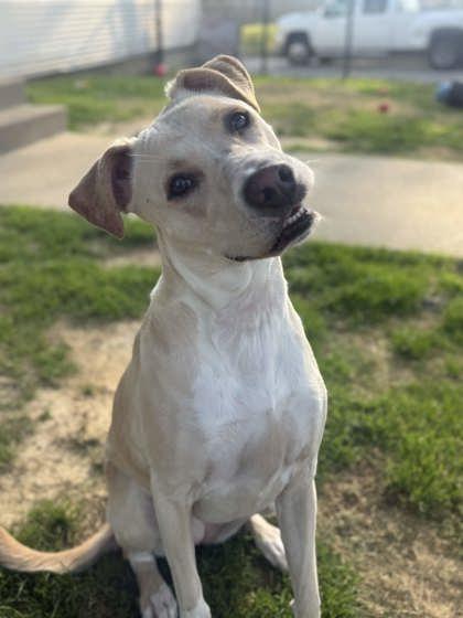 Ballot, Adoptable, Adult Female Mixed Breed & Mixed Breed.