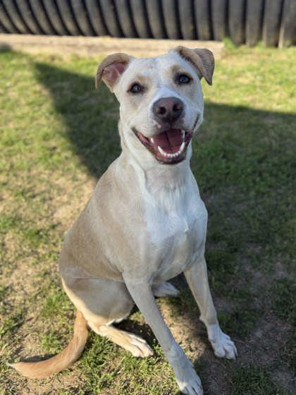 Enlarge Ballot, a Adoptable mixed breed in Memphis, TN image 2/3