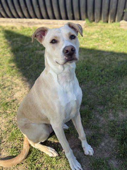 Enlarge Ballot, a Adoptable mixed breed in Memphis, TN image 3/3