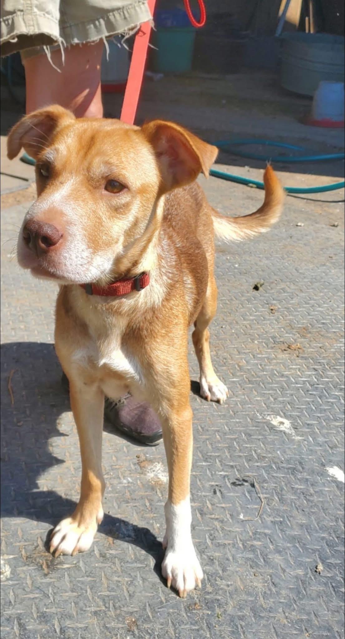 Enlarge Calliope, a Adoptable Mixed Breed in Louisville, KY image 1/1
