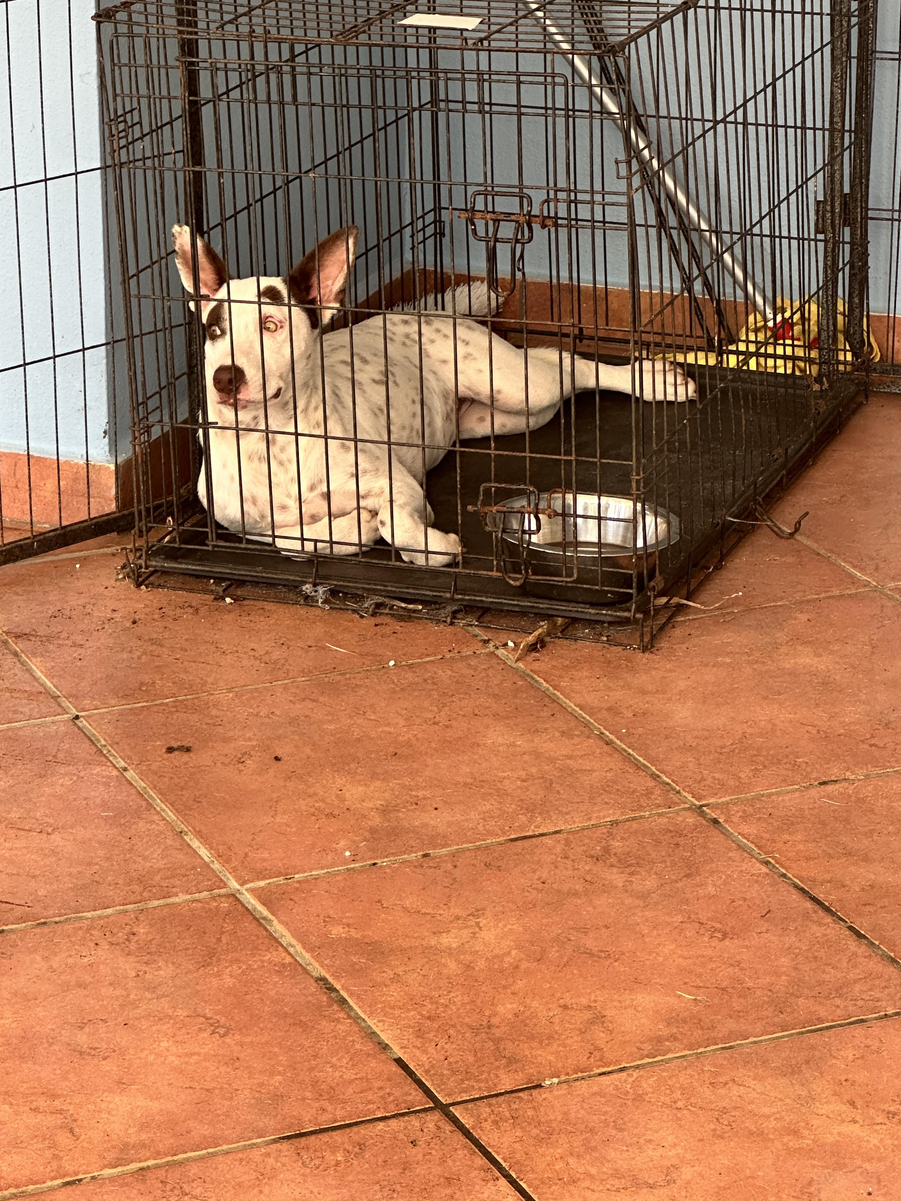 Enlarge Hazel- super snuggler, an adoptable mixed breed in Lake Forest, IL image 2/5