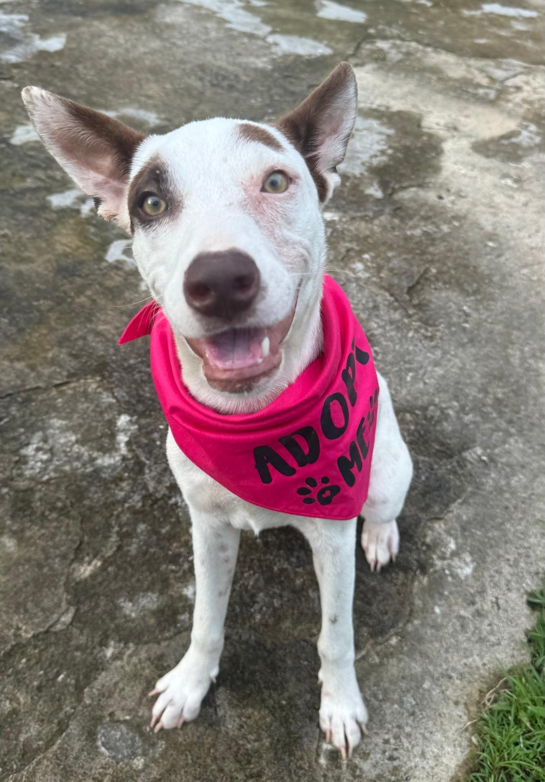 Hazel- super snuggler, adoptable, Young Female Australian Cattle Dog / Blue Heeler & Jack Russell Terrier.