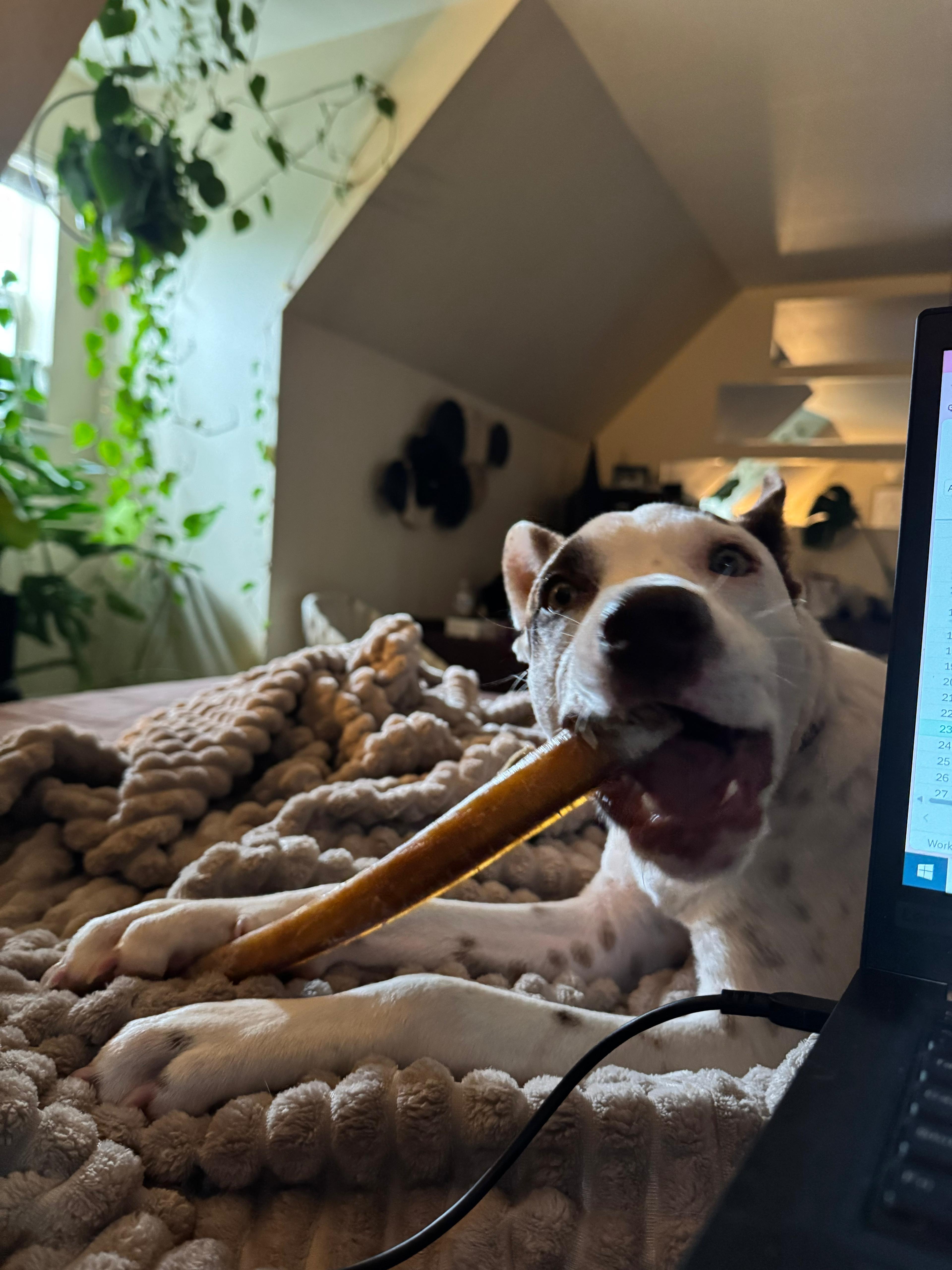 Enlarge Hazel- super snuggler, an adoptable mixed breed in Lake Forest, IL image 5/5