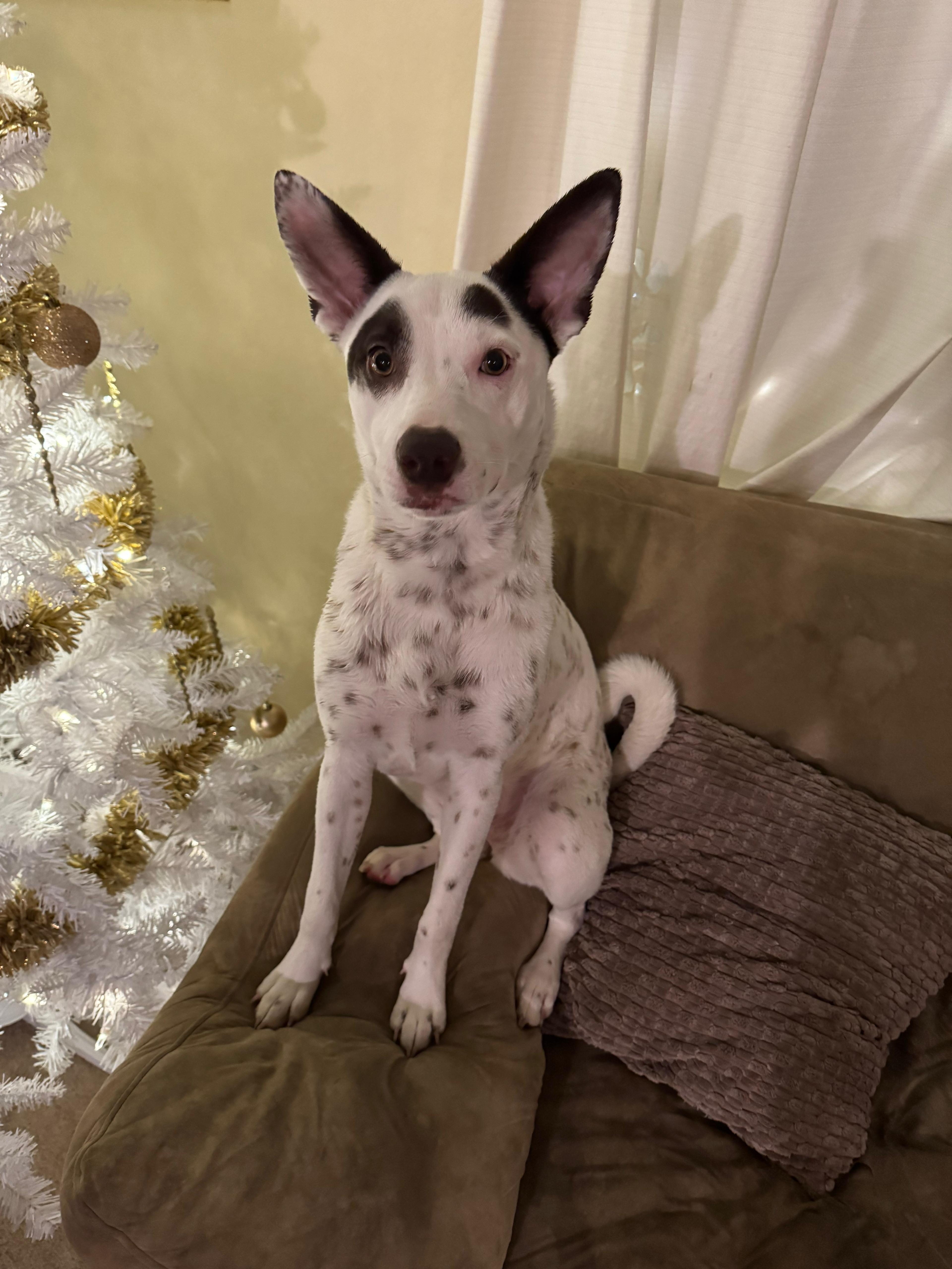 Enlarge Hazel- super snuggler, an adoptable mixed breed in Lake Forest, IL image 4/5