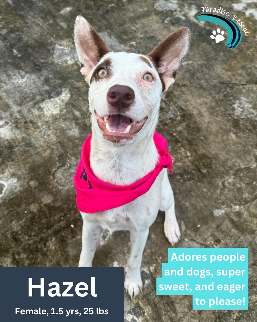 Enlarge Hazel- super snuggler, an adoptable mixed breed in Lake Forest, IL image 4/5