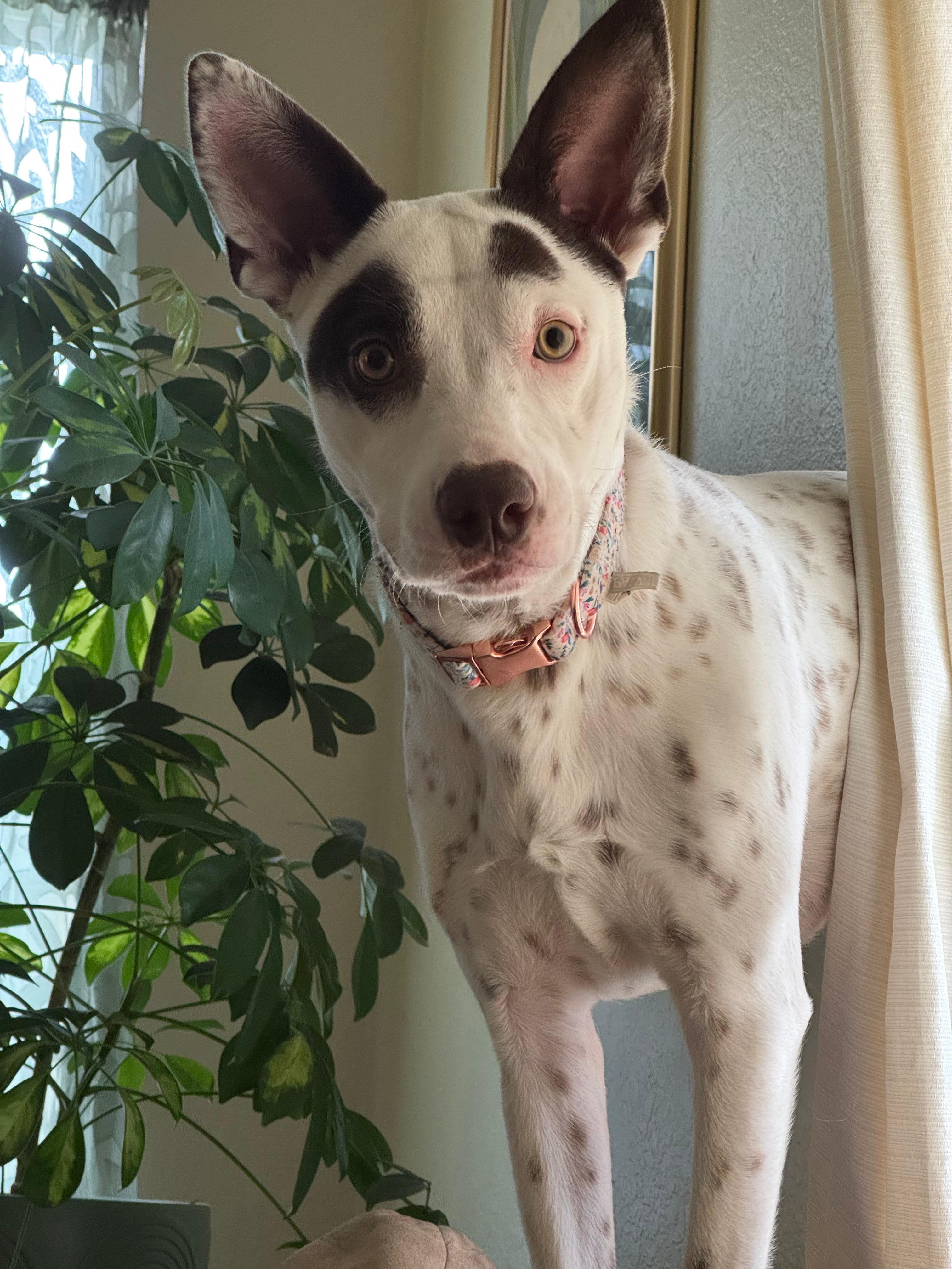 Enlarge Hazel- super snuggler, an adoptable mixed breed in Lake Forest, IL image 3/5