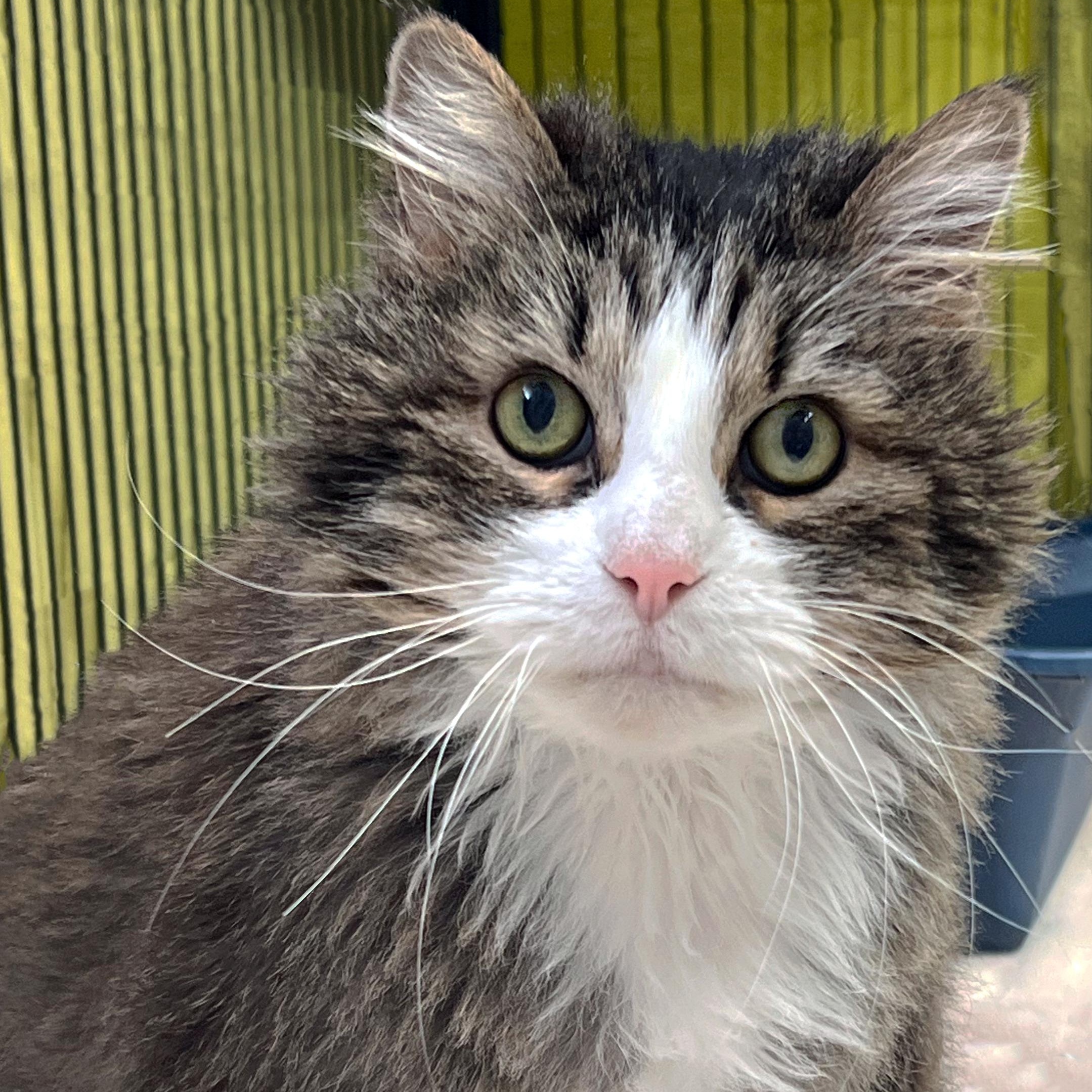 Enlarge Diana, a Adoptable Domestic Long Hair in St. Louis, MO image 2/4