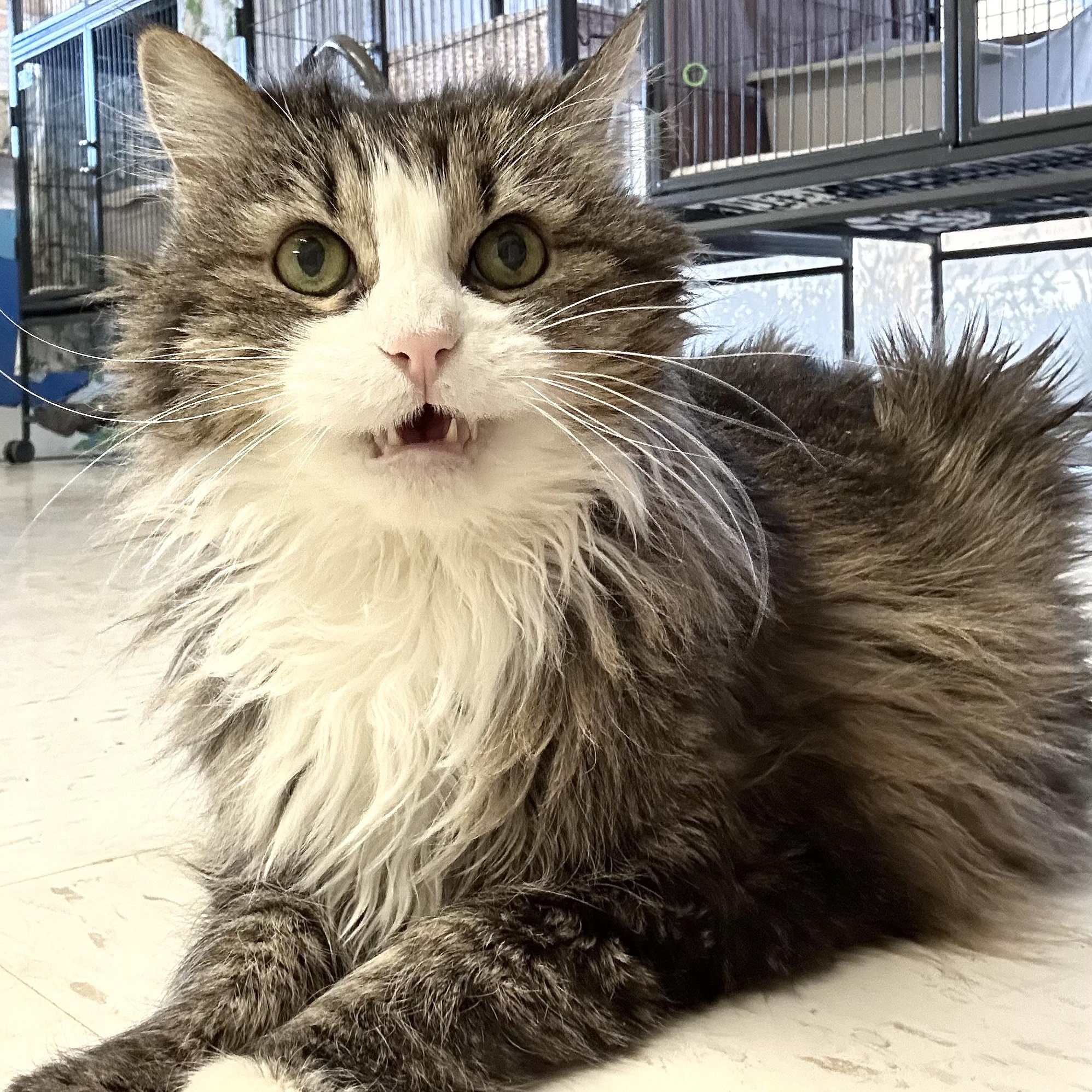 Enlarge Diana, a Adoptable Domestic Long Hair in St. Louis, MO image 4/4