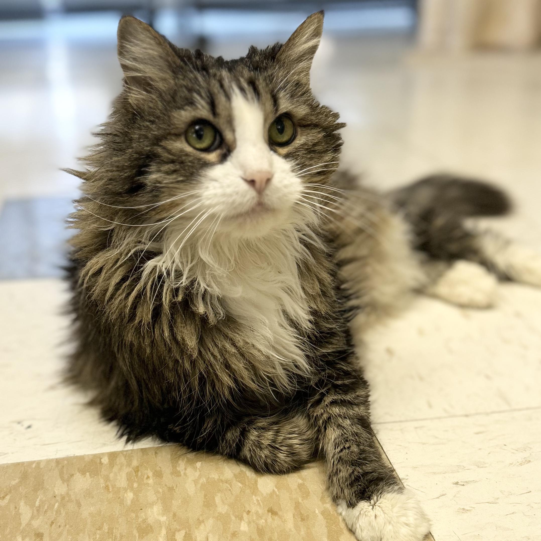 Diana, Adoptable, Senior Female Domestic Long Hair.