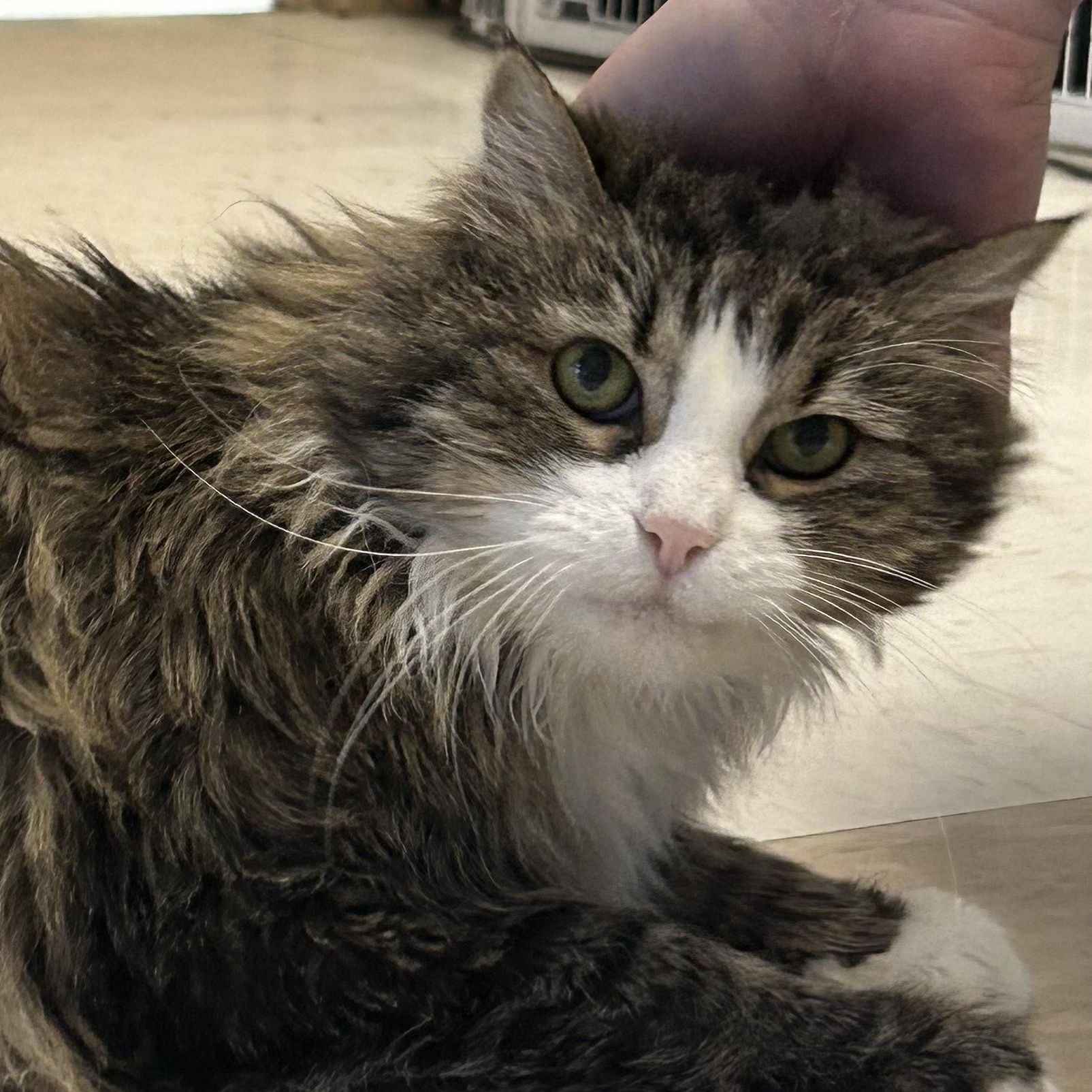 Enlarge Diana, a Adoptable Domestic Long Hair in St. Louis, MO image 3/4