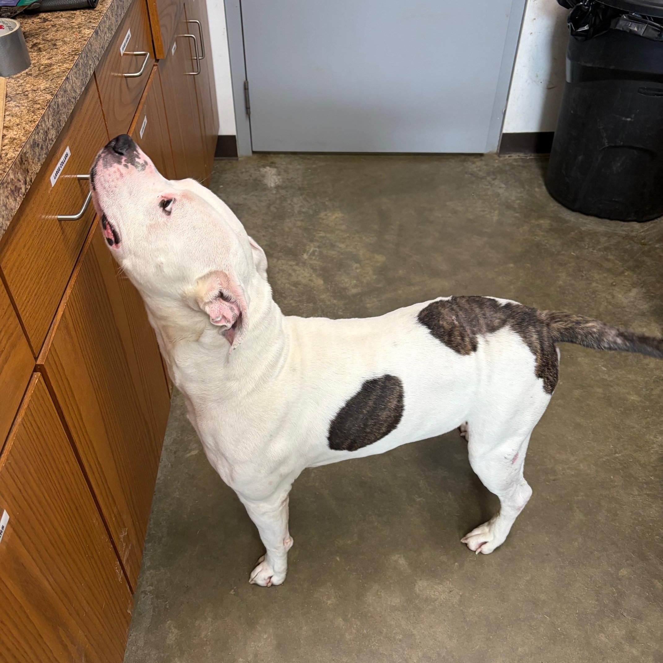 McFly, a ADOPTABLE mixed breed in Seneca, PA image 2/3