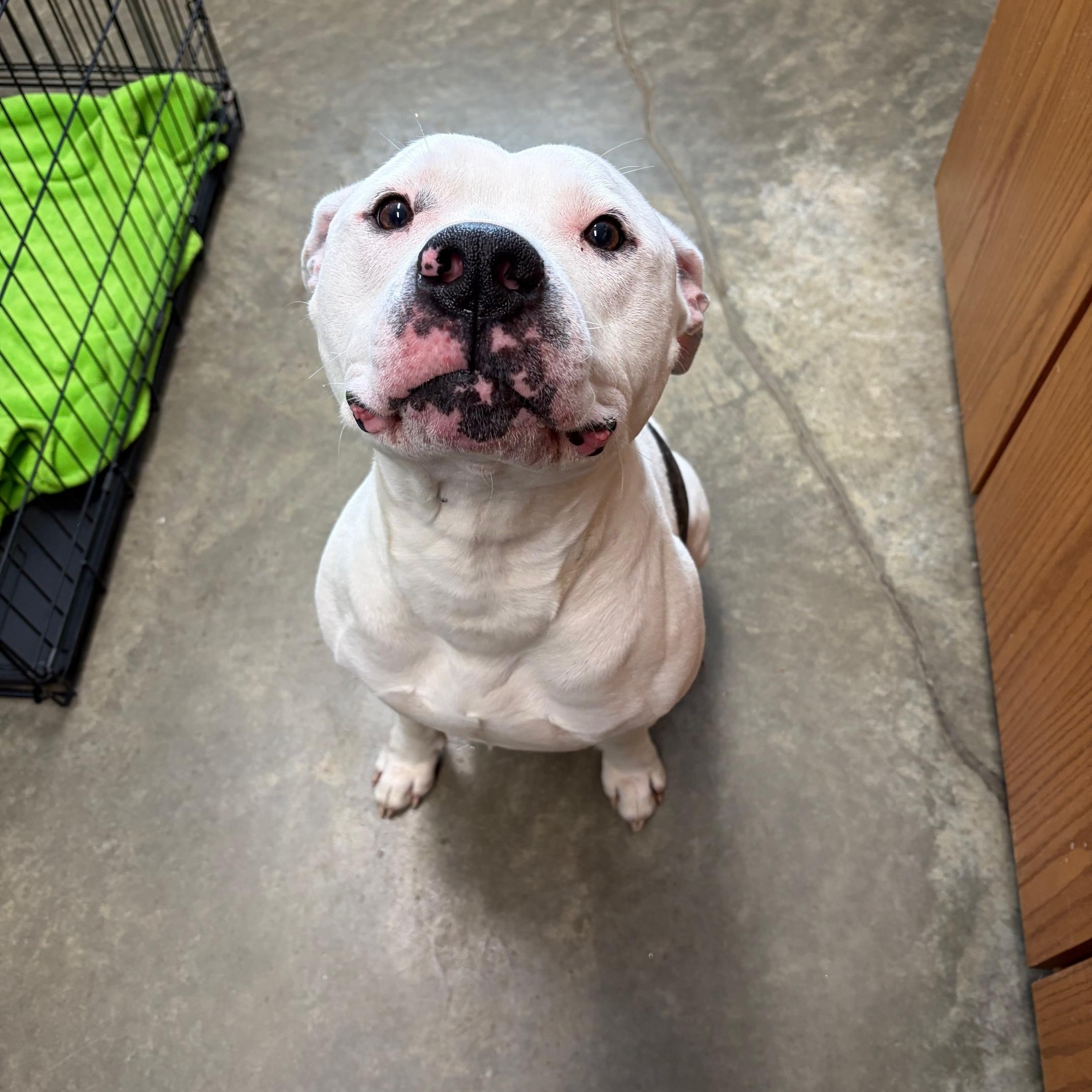 McFly, a ADOPTABLE mixed breed in Seneca, PA image 3/3
