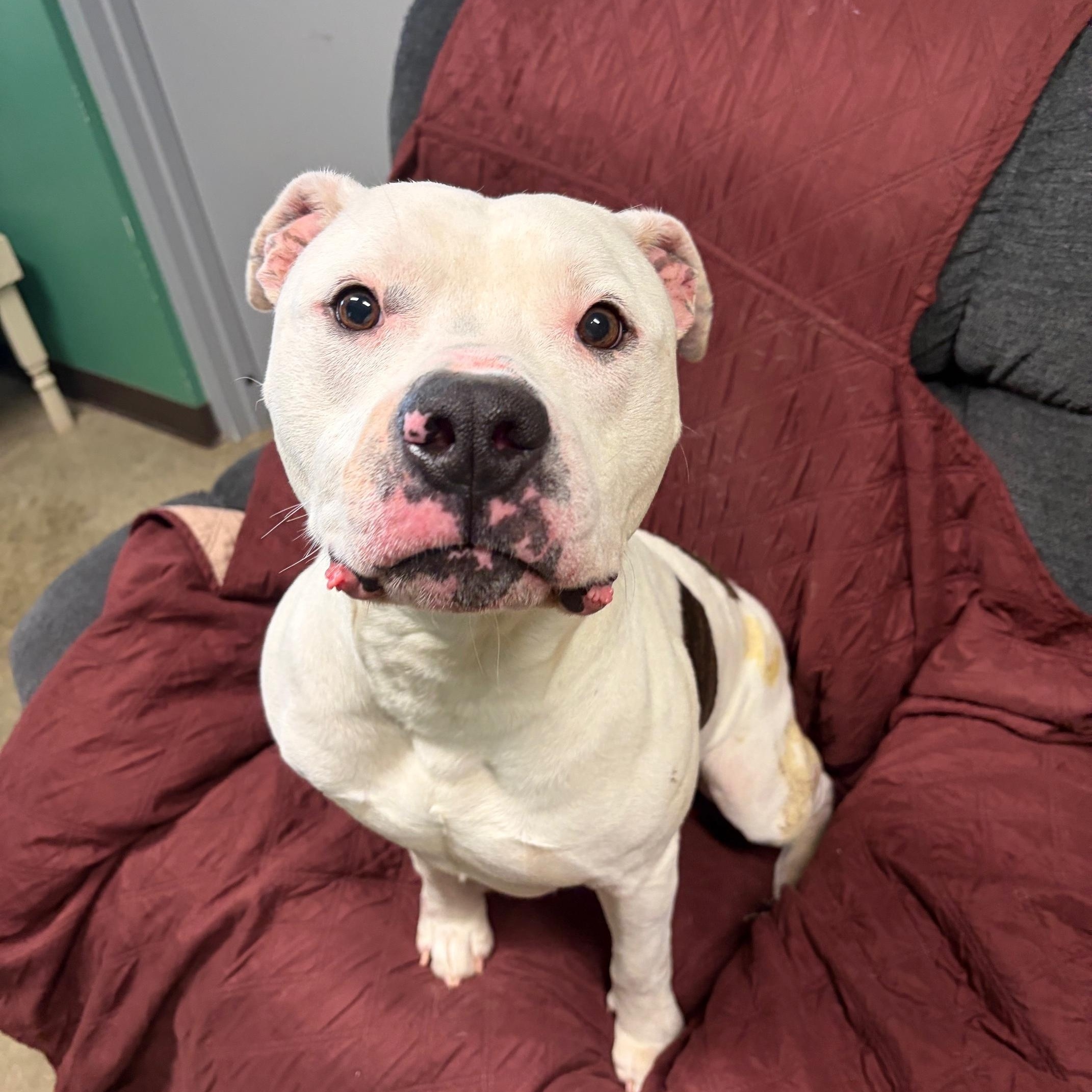 McFly, a ADOPTABLE mixed breed in Seneca, PA image 1/3