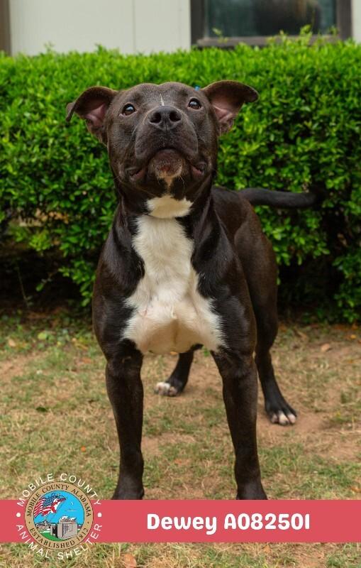 Dewey, Adoptable, Adult Male American Bulldog.