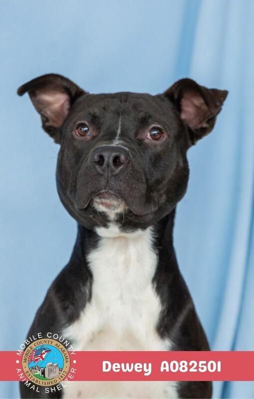 Enlarge Dewey, a Adoptable American Bulldog in Mobile, AL image 2/3