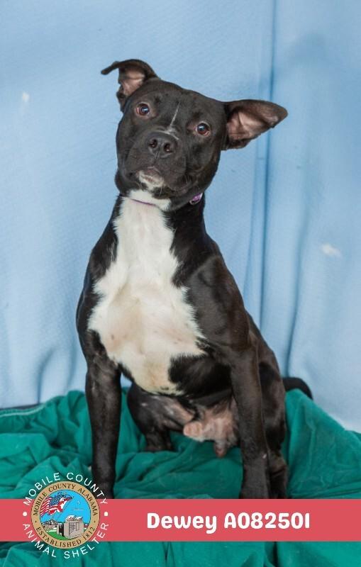 Enlarge Dewey, a Adoptable American Bulldog in Mobile, AL image 3/3