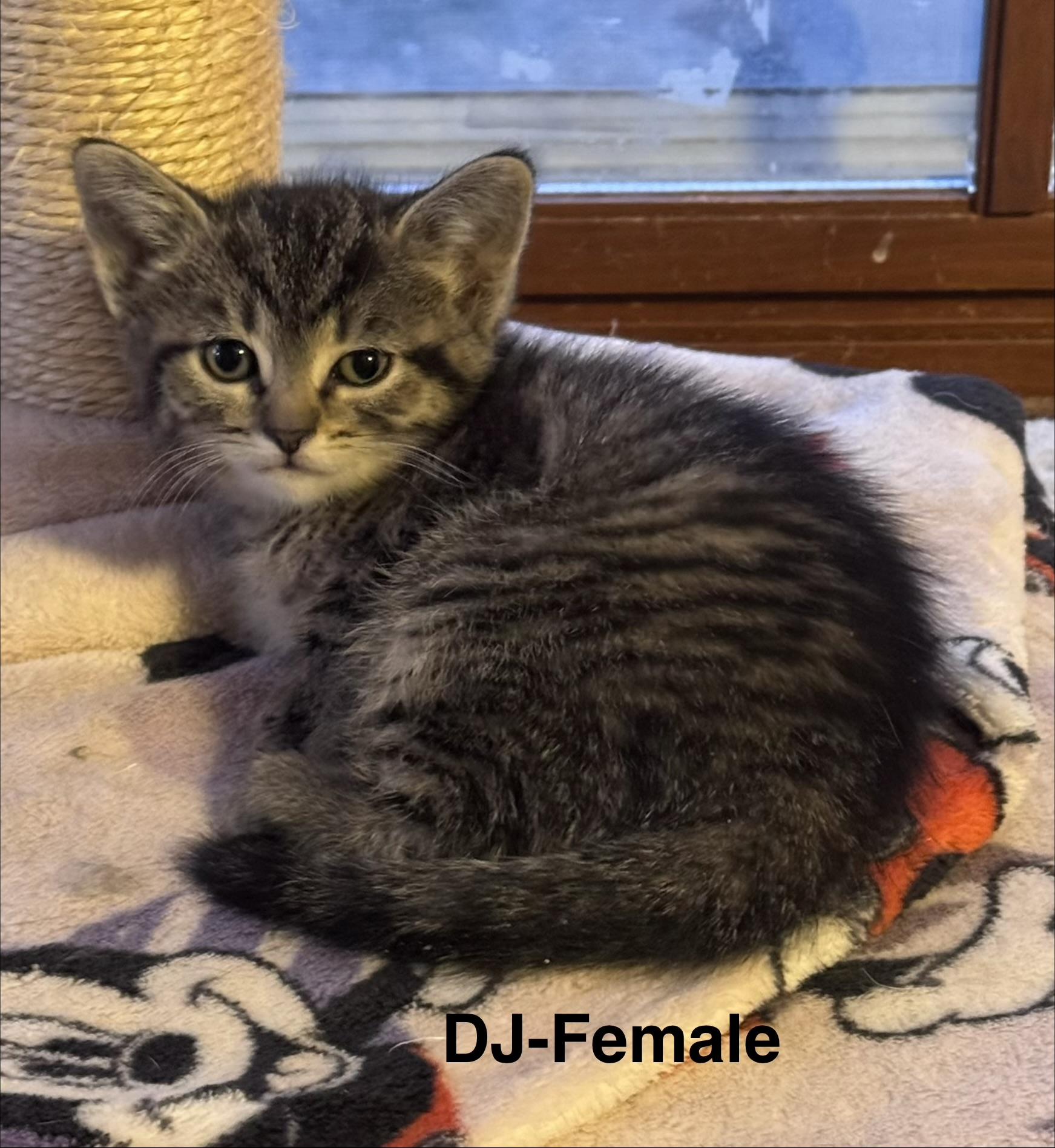 Enlarge DJ, an adopted mixed breed in Crystal Lake, IL image 3/3
