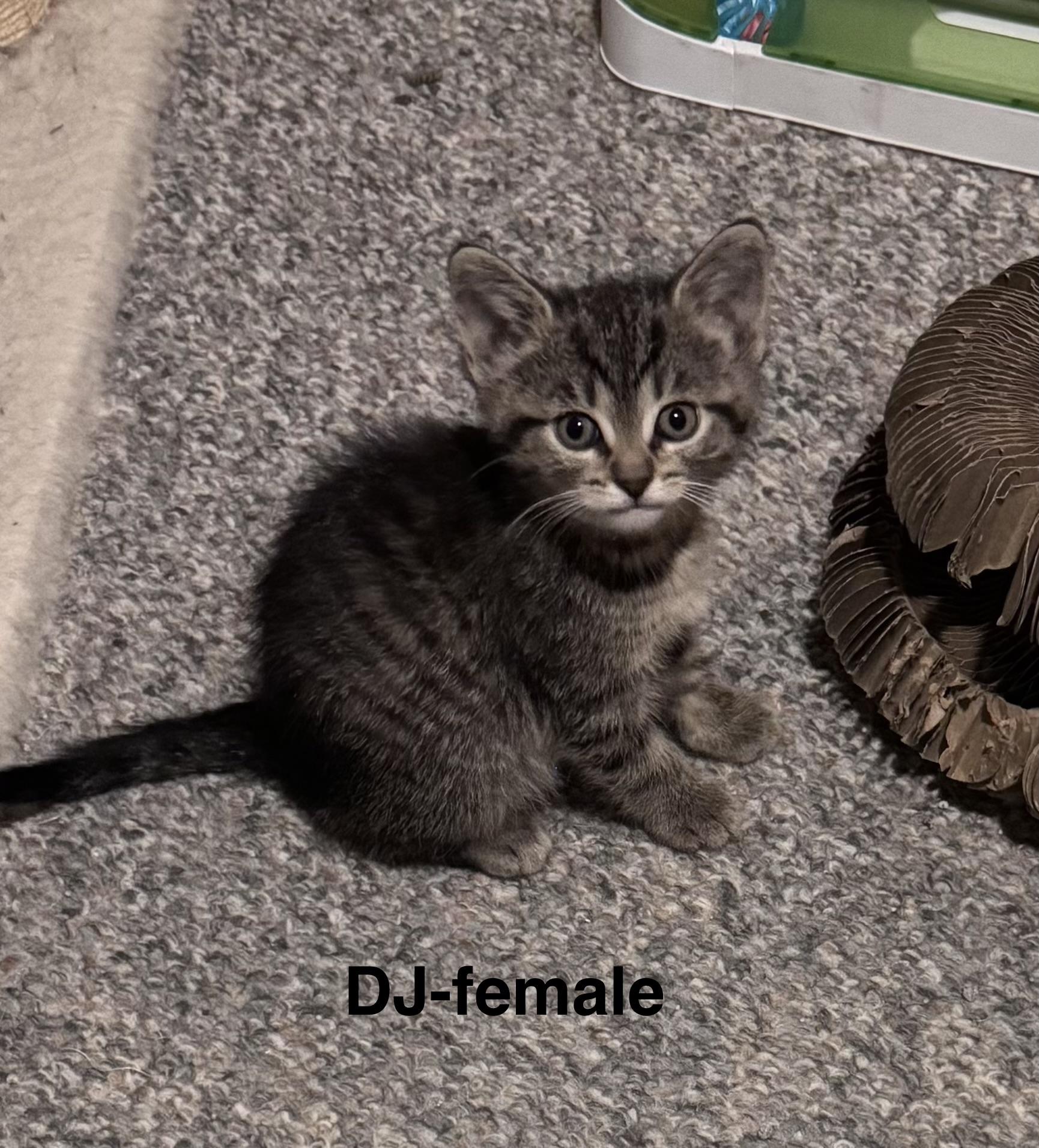 Enlarge DJ, an adopted mixed breed in Crystal Lake, IL image 1/3
