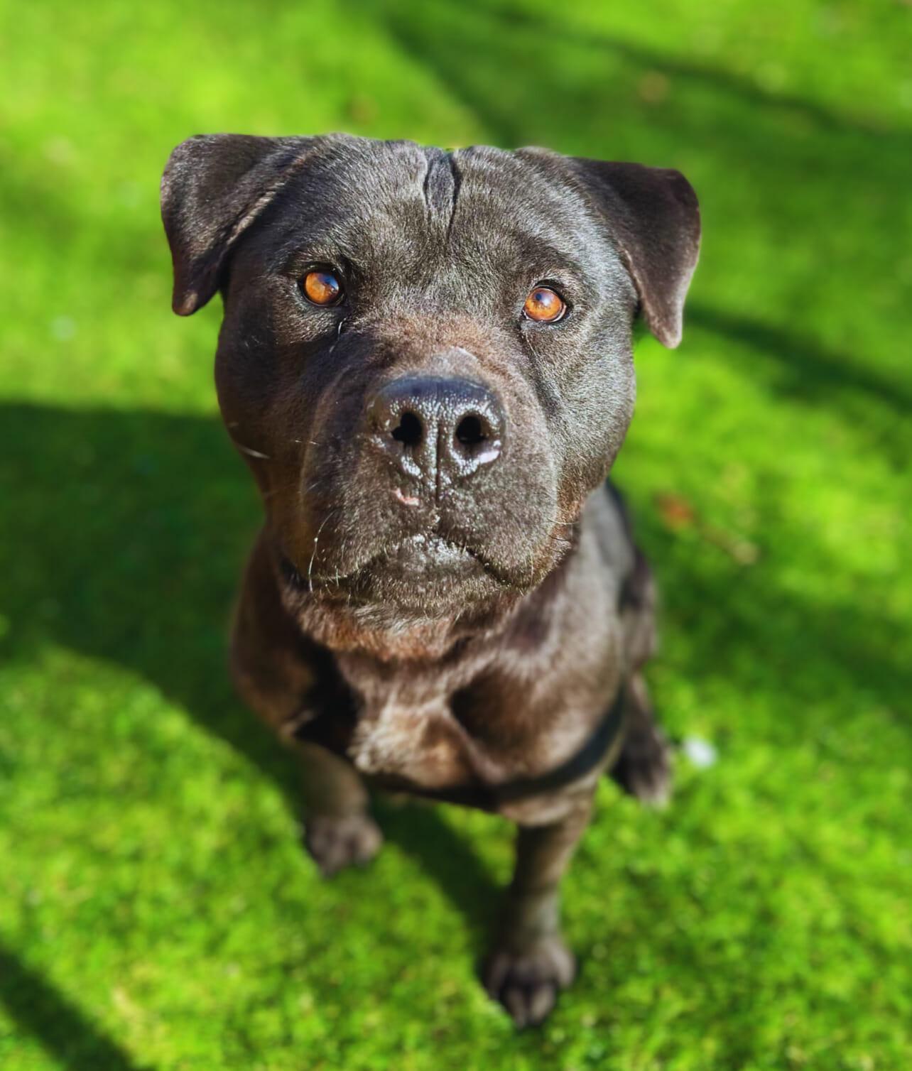 Coal, Adult Male unknown