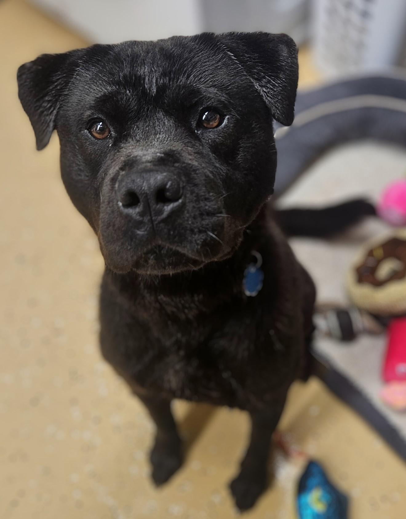 Coal, a Adoptable mixed breed in Kearneysville, WV image 2/4