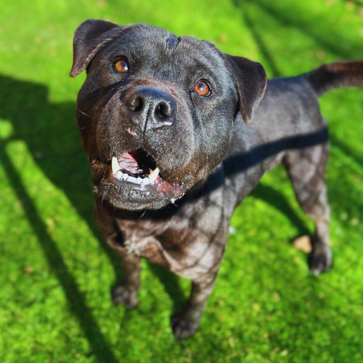 Coal, a Adoptable mixed breed in Kearneysville, WV image 3/4