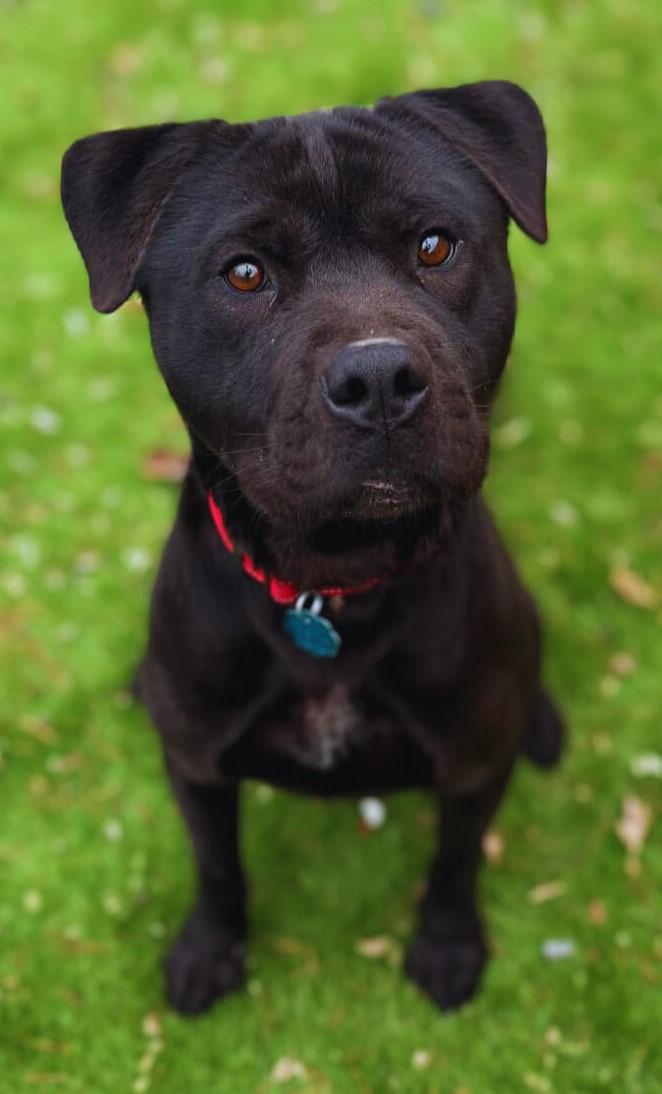 Coal, a Adoptable mixed breed in Kearneysville, WV image 4/4