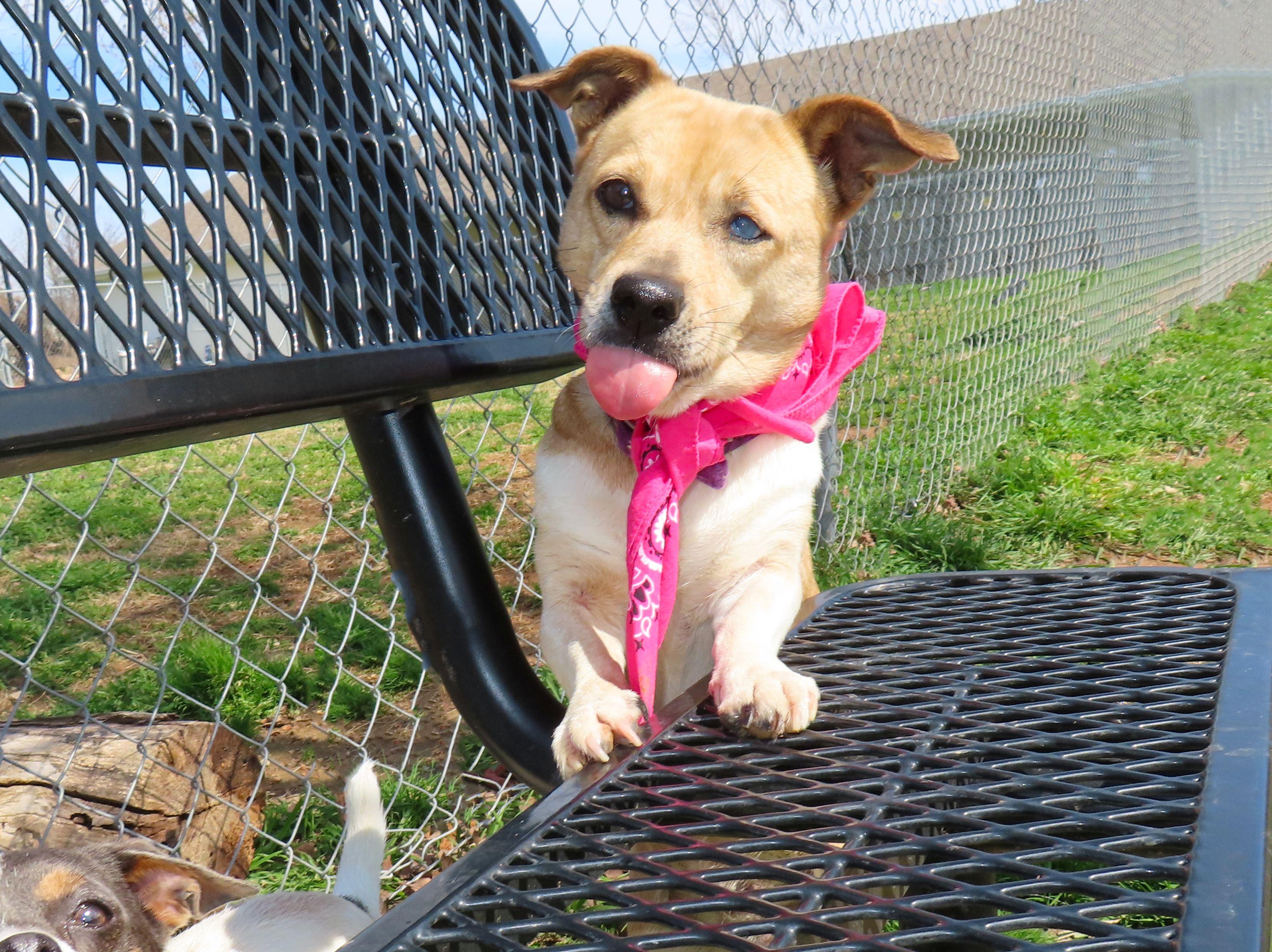 Enlarge Prada  26C-38C, a ADOPTABLE mixed breed in Rogers, AR image 5/5