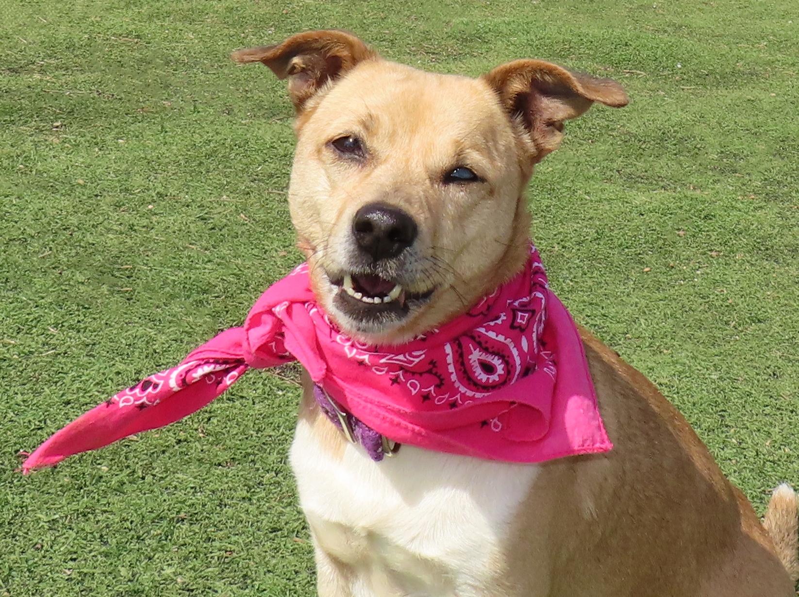 Enlarge Prada  26C-38C, a ADOPTABLE mixed breed in Rogers, AR image 1/5