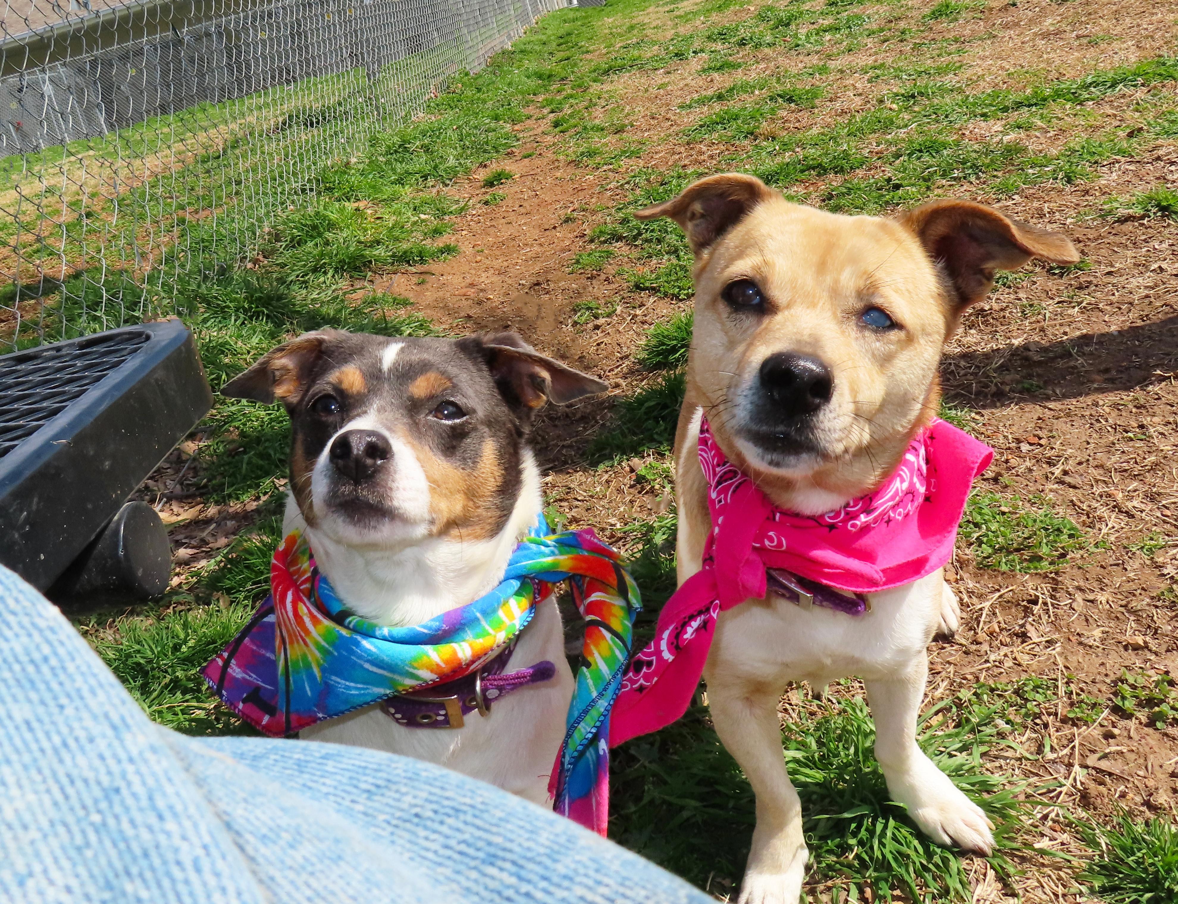 Enlarge Prada  26C-38C, a ADOPTABLE mixed breed in Rogers, AR image 4/5