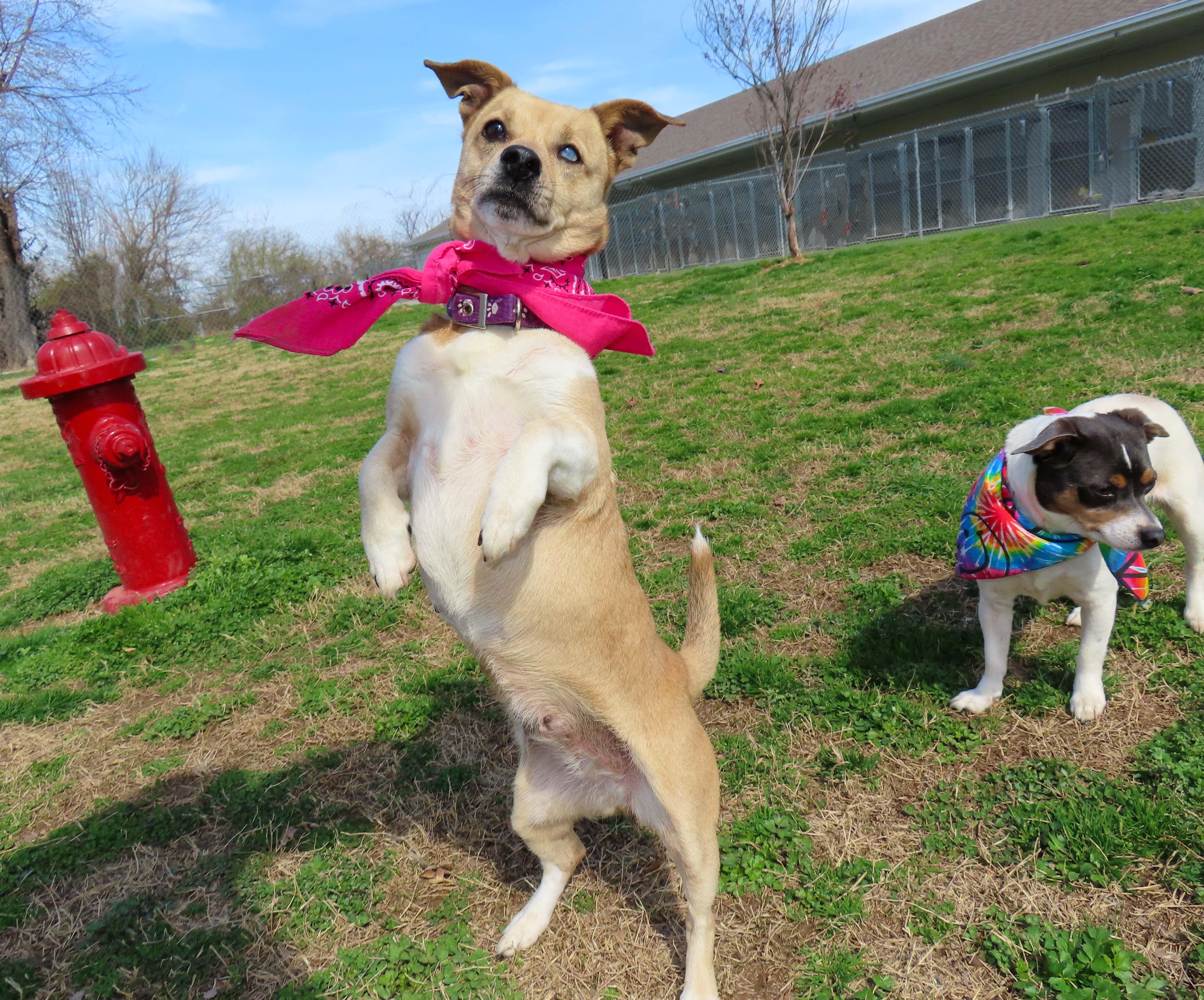 Enlarge Prada  26C-38C, a ADOPTABLE mixed breed in Rogers, AR image 3/5