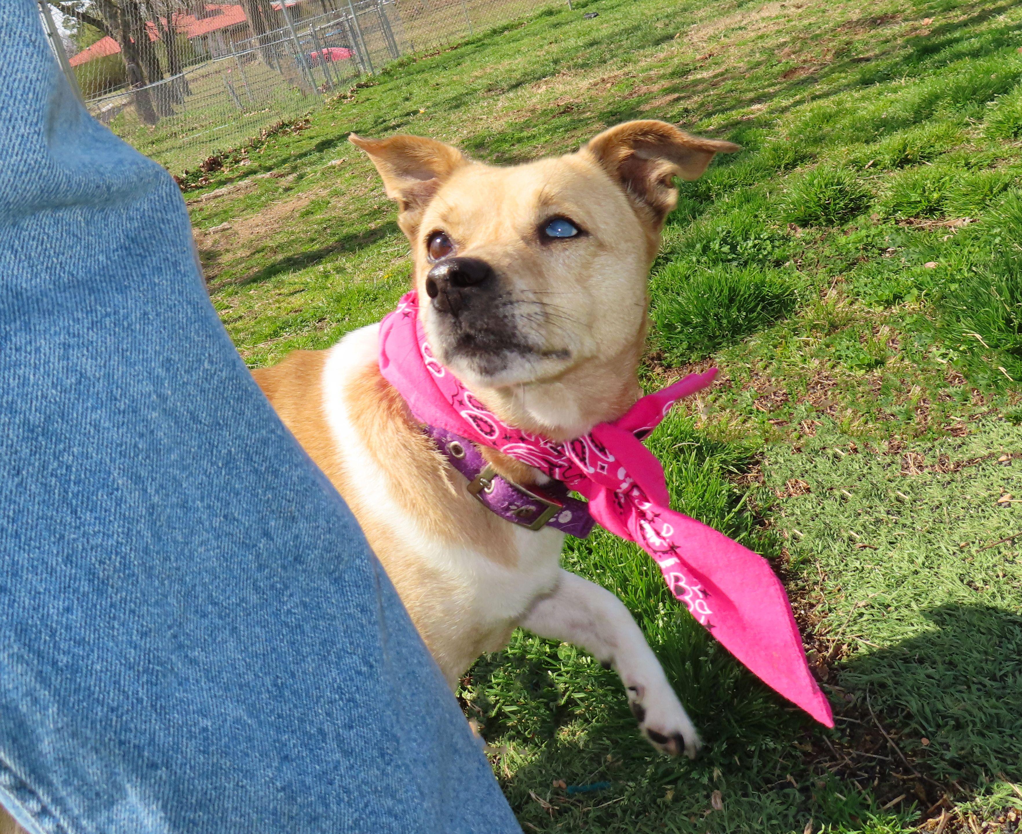 Enlarge Prada  26C-38C, a ADOPTABLE mixed breed in Rogers, AR image 2/5