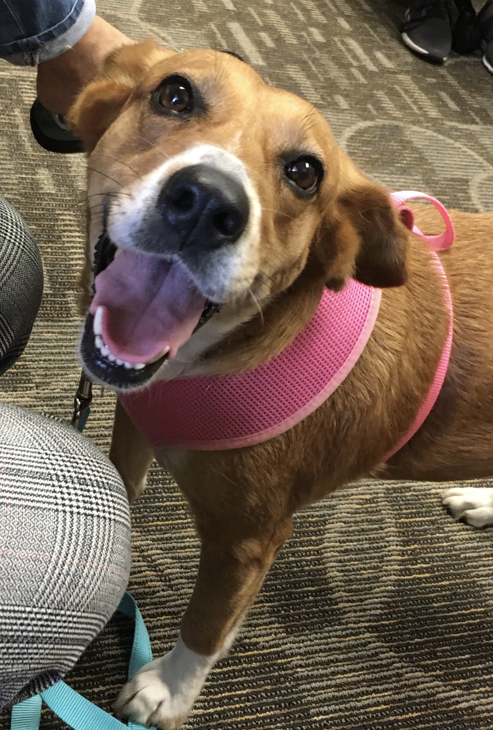 Mesquite, a Adoptable mixed breed in Schertz, TX image 1/10