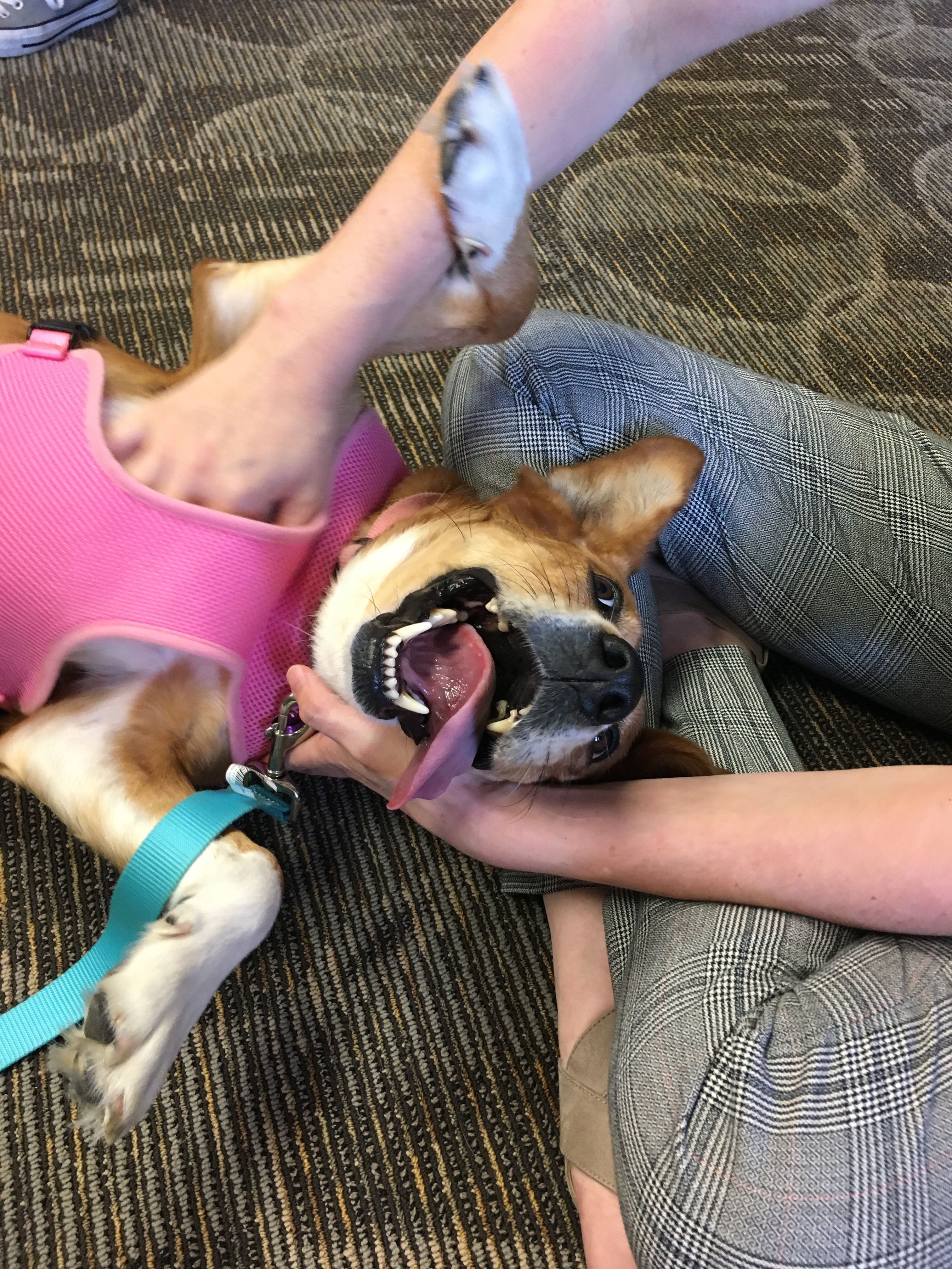 Mesquite, a Adoptable mixed breed in Schertz, TX image 3/10